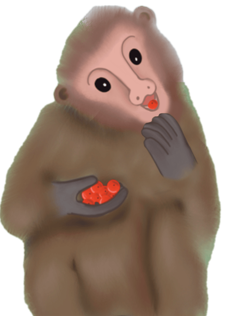 A brown baboon eating red berries against a white background.