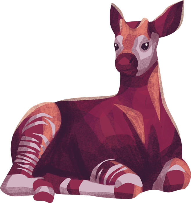 Kiki the Okapi illustrated on a white background